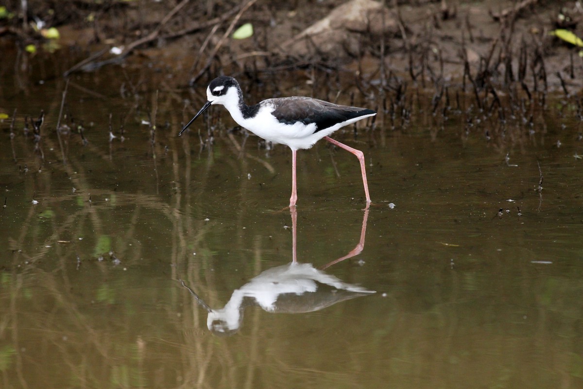 Cigüeñuela Cuellinegra - ML111521001