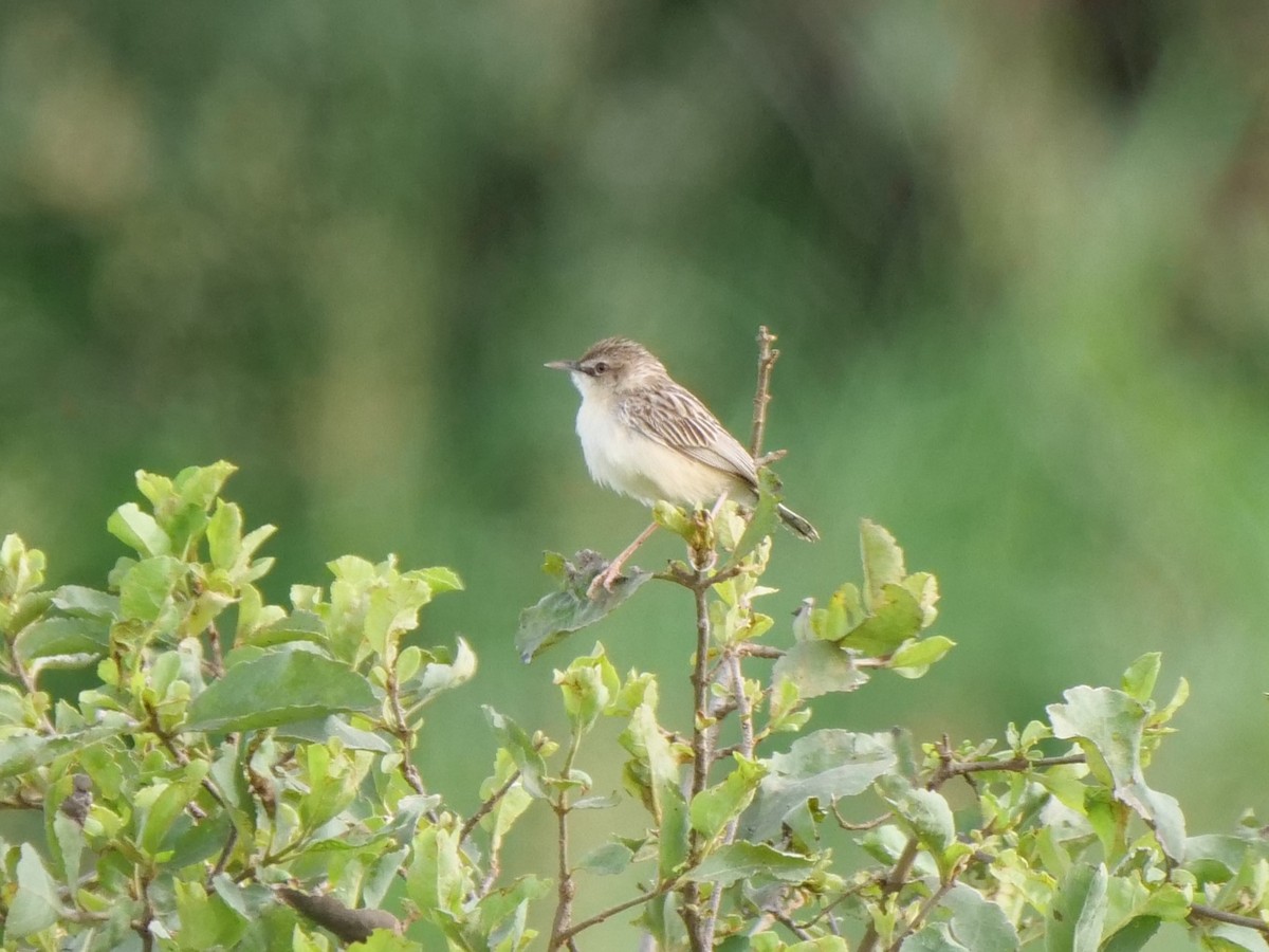 Zitting Cisticola - ML111524001