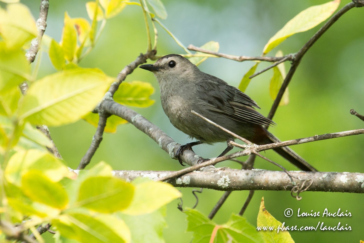 Gray Catbird - Louise Auclair