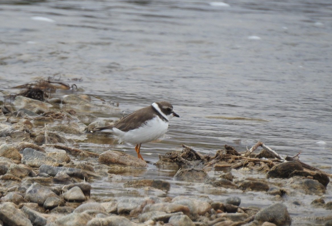 Semipalmated Plover - ML111525011