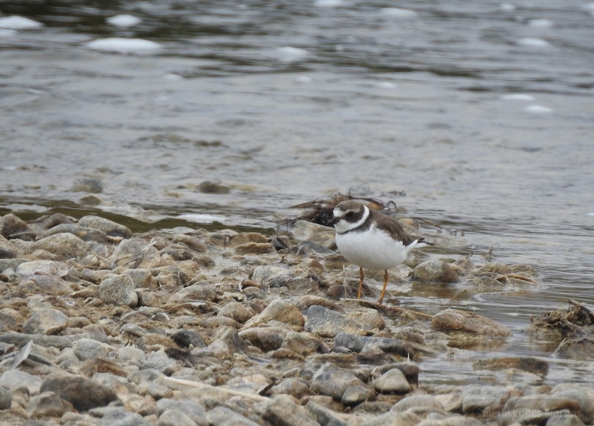 Semipalmated Plover - Valeria  Martins