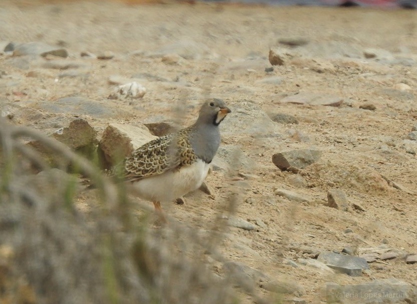 Gray-breasted Seedsnipe - ML111525271