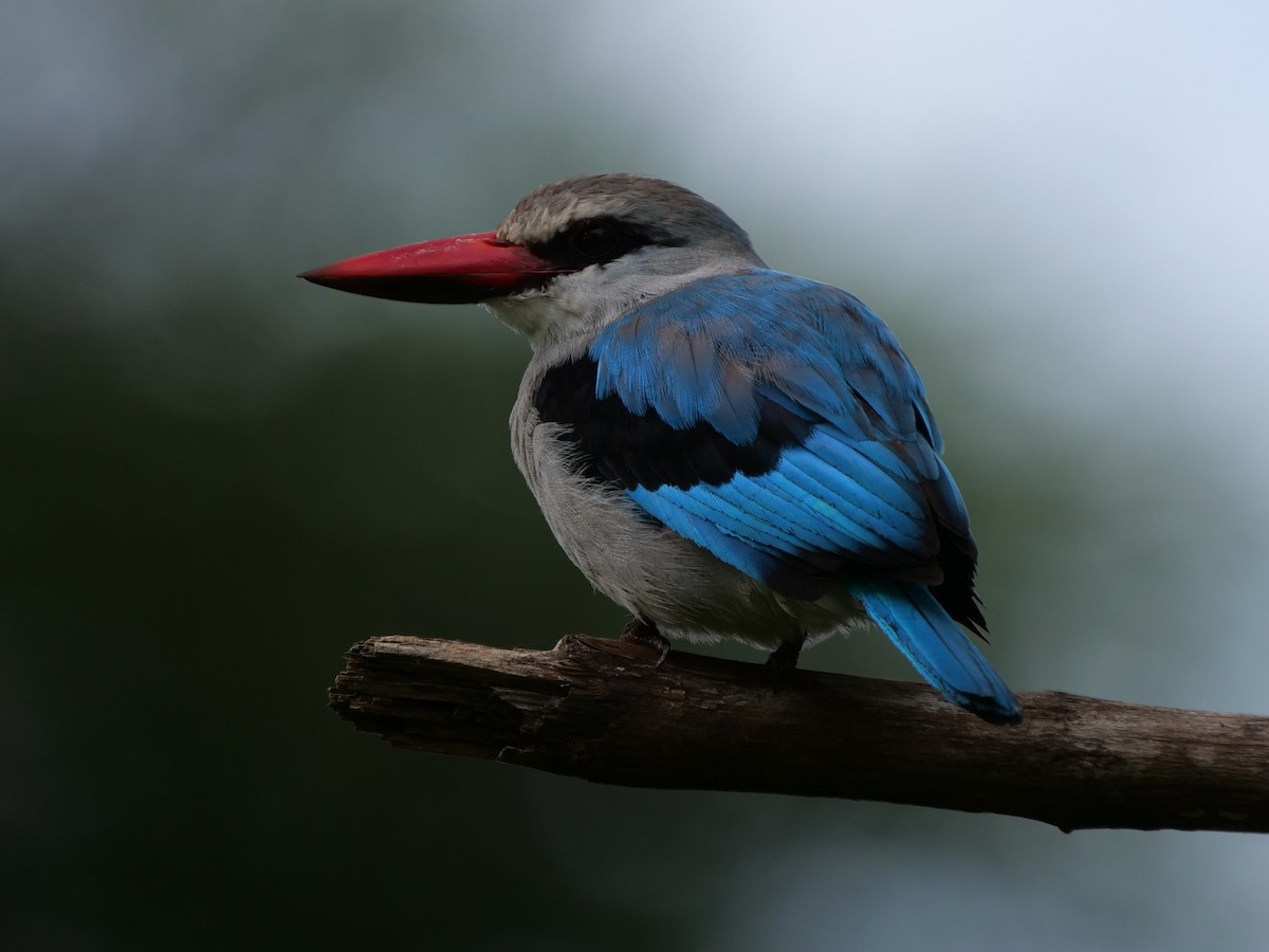 Woodland Kingfisher - ML111525731