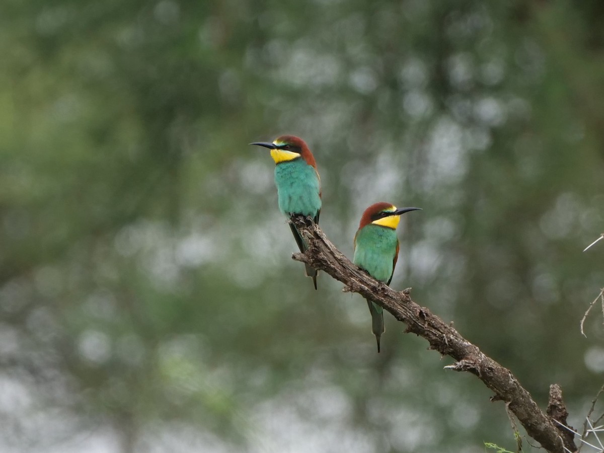 European Bee-eater - ML111525941