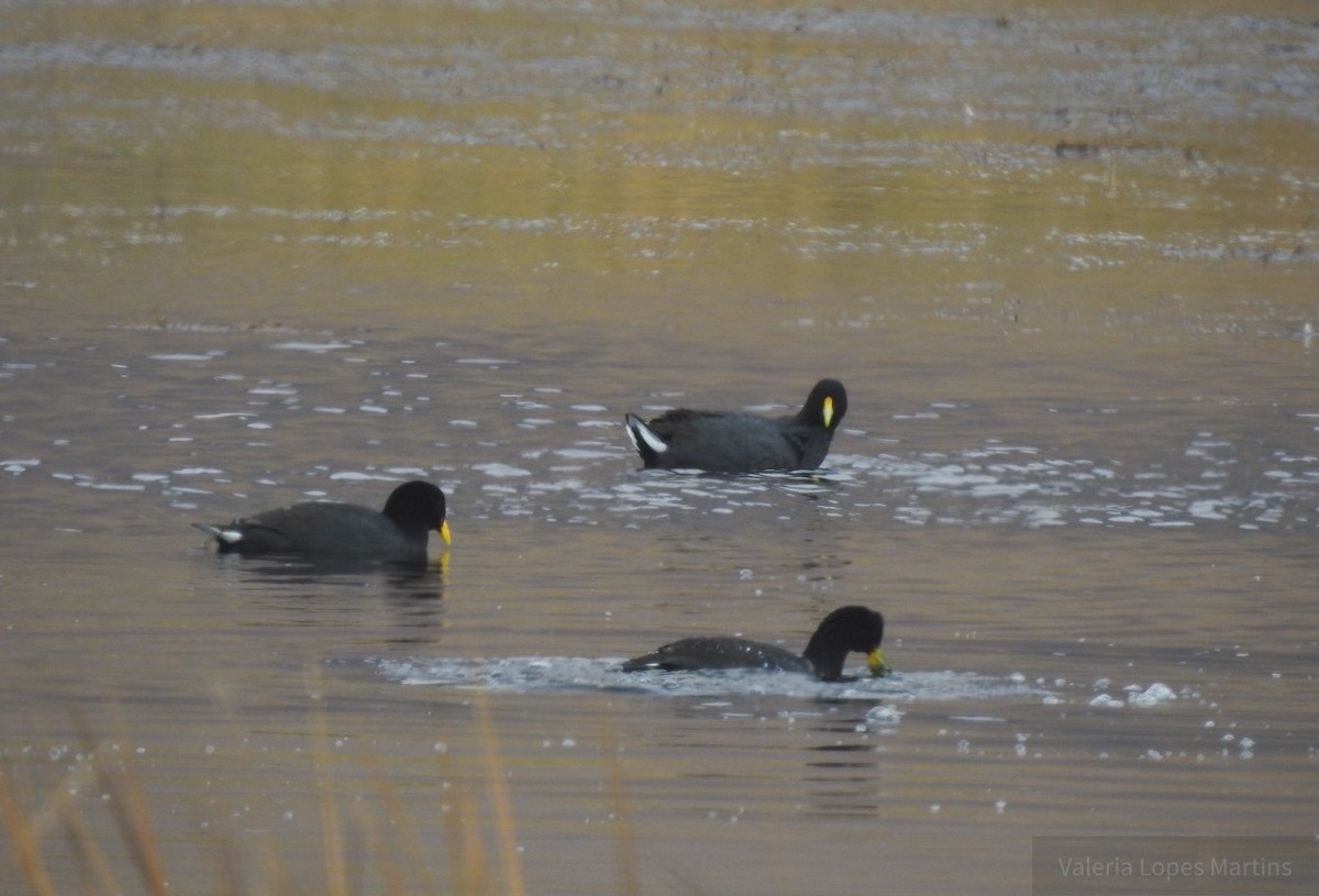 White-winged Coot - ML111527691