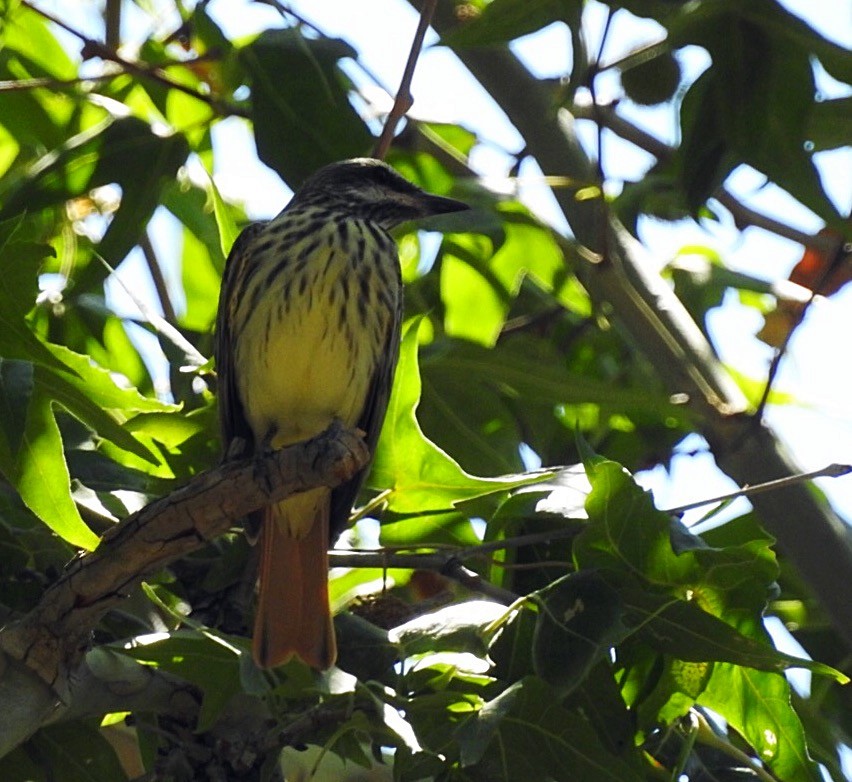 Sulphur-bellied Flycatcher - ML111527811