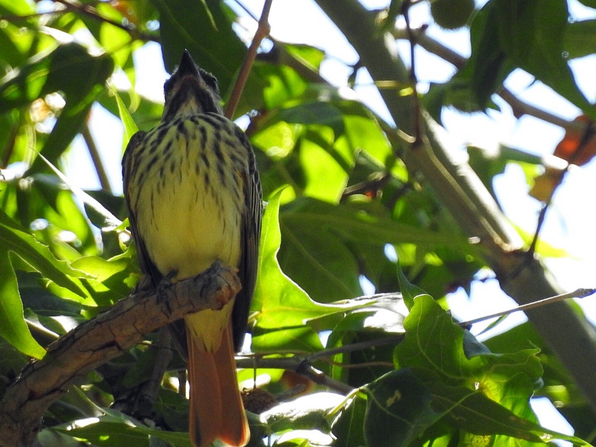 Sulphur-bellied Flycatcher - ML111527831