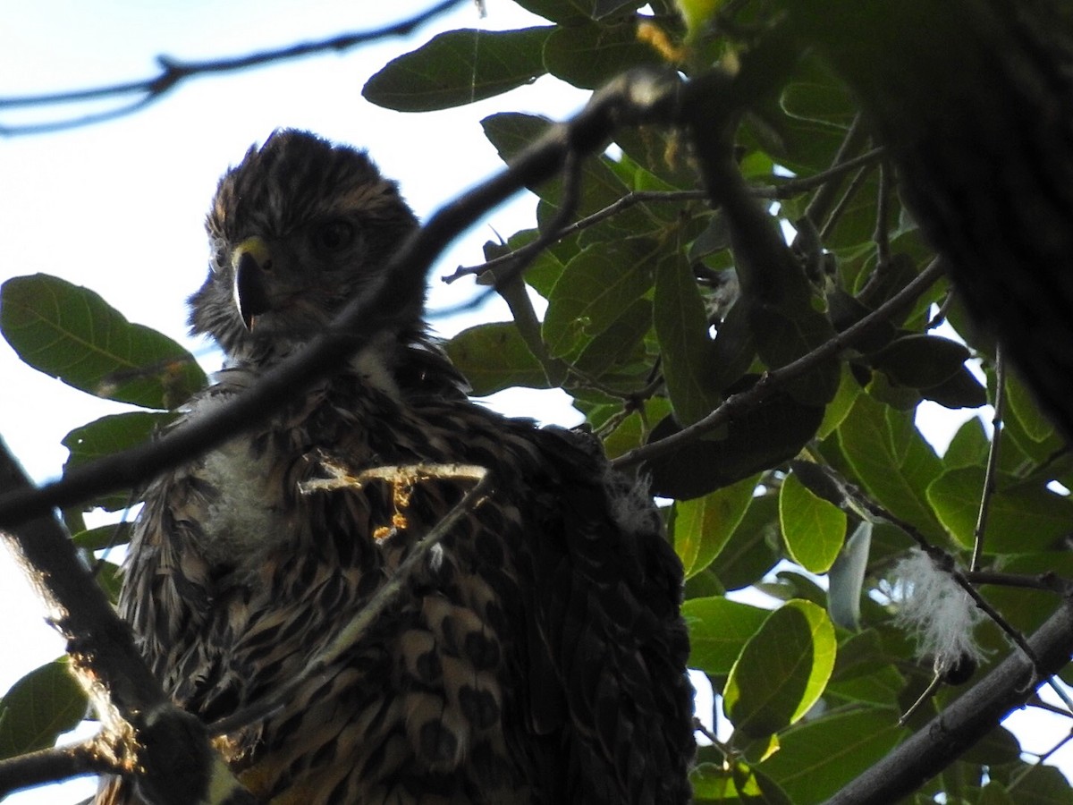 American Goshawk - ML111528181