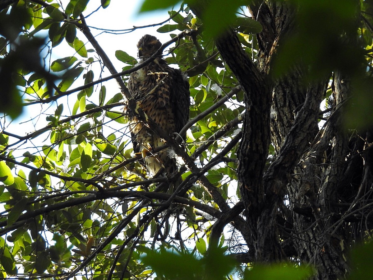 American Goshawk - ML111528221