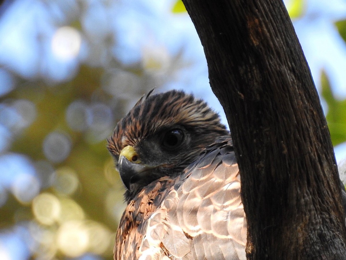 American Goshawk - Usha Tatini