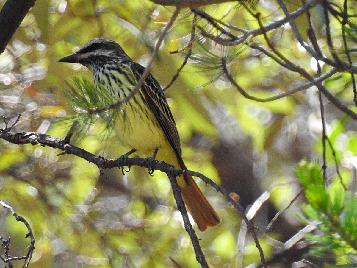 Sulphur-bellied Flycatcher - Usha Tatini