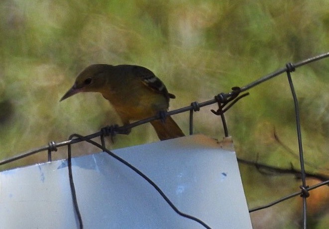 Scott's Oriole - Usha Tatini