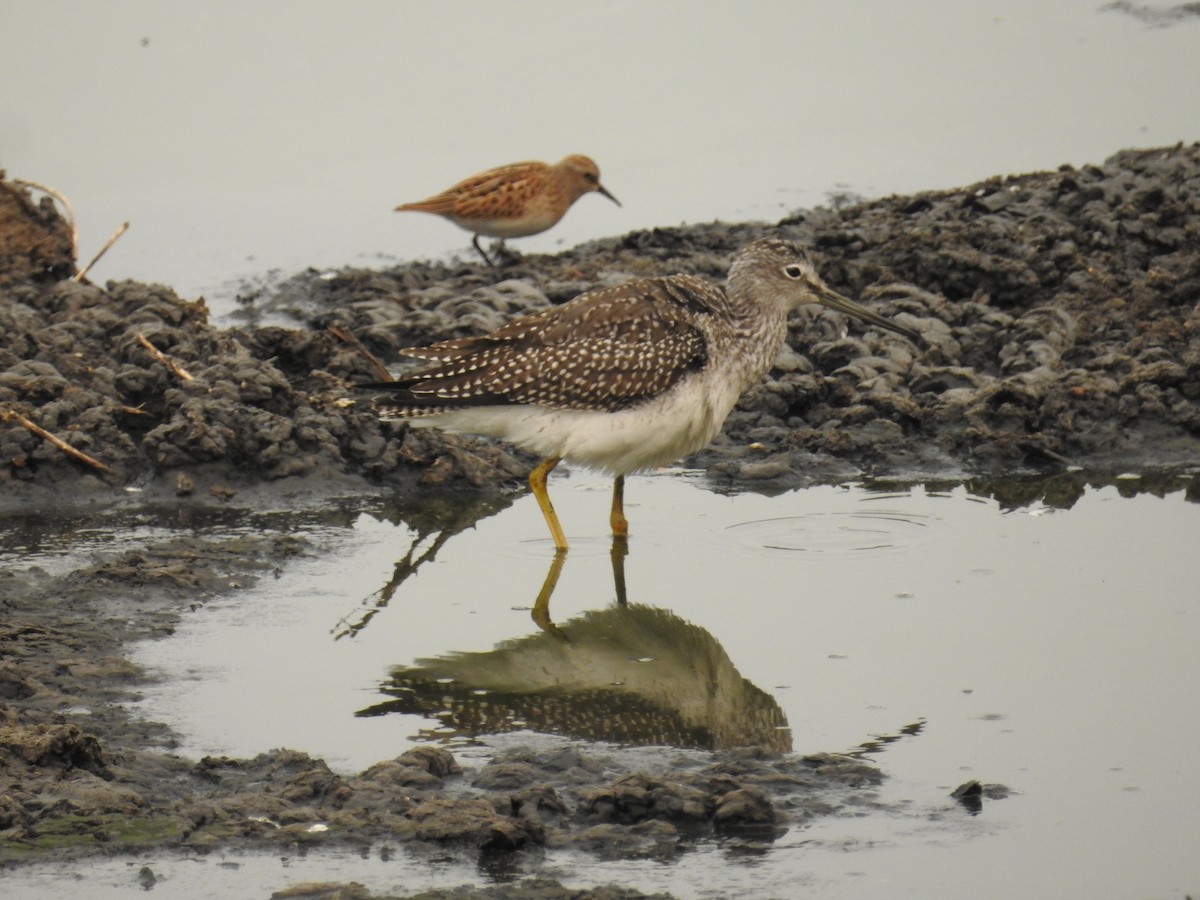 Greater Yellowlegs - ML111529871