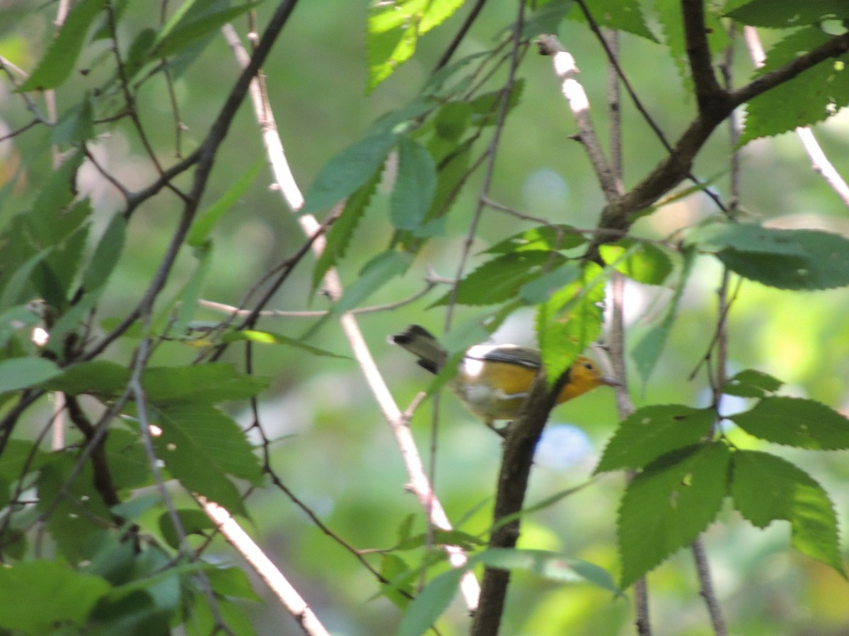 Prothonotary Warbler - ML111530871