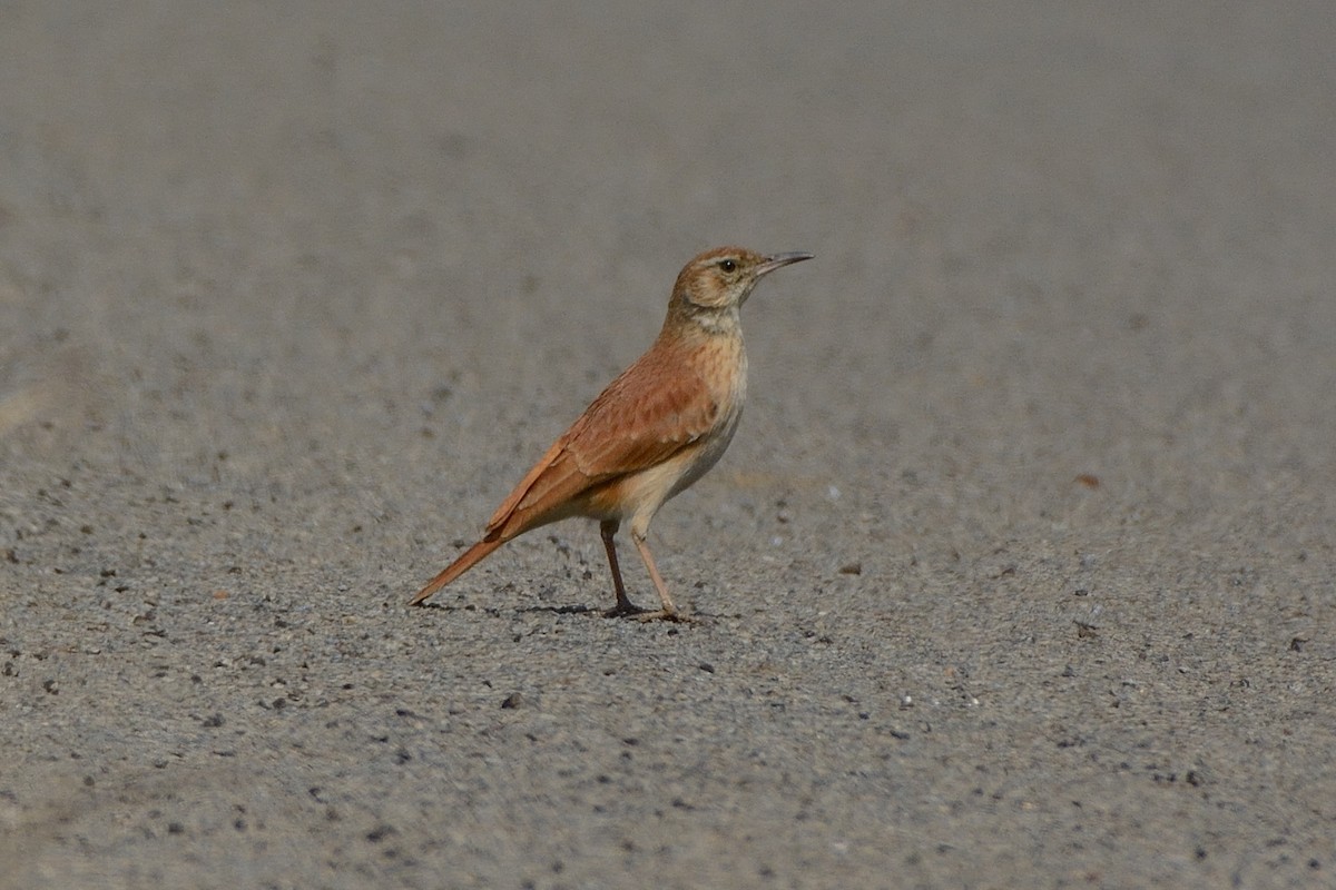 Transvaal Toygarı - ML111531301