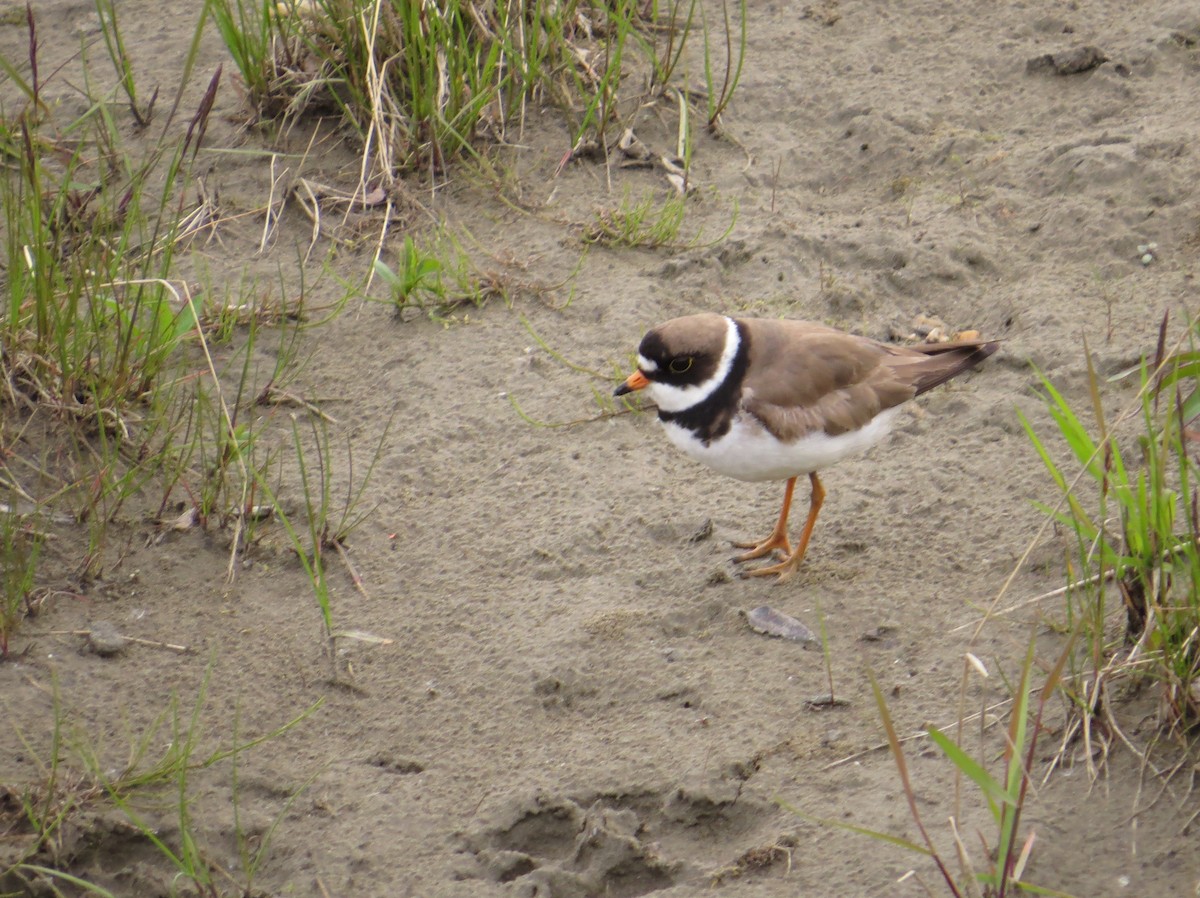 Semipalmated Plover - Ann Truesdale