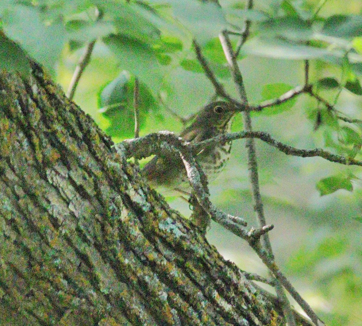 Swainson's Thrush - ML111531911