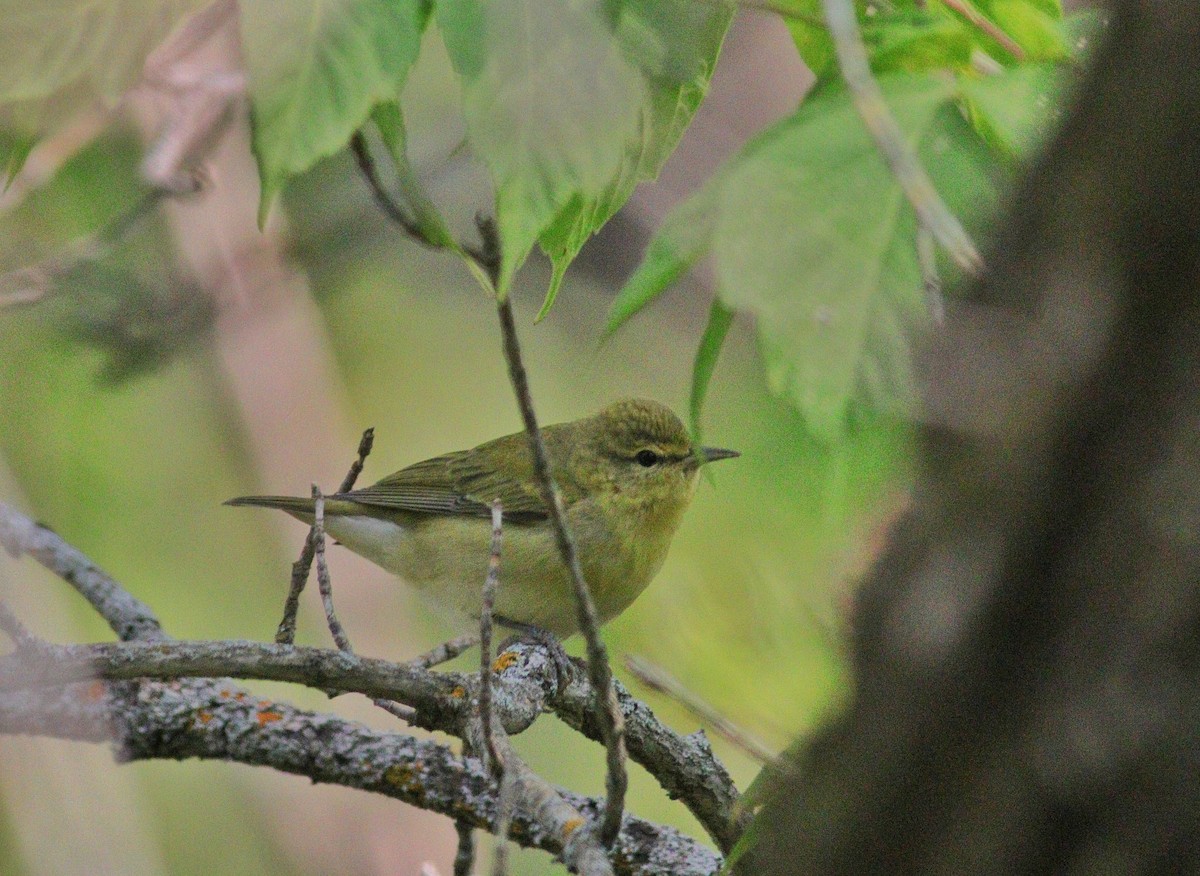 Tennessee Warbler - ML111532021