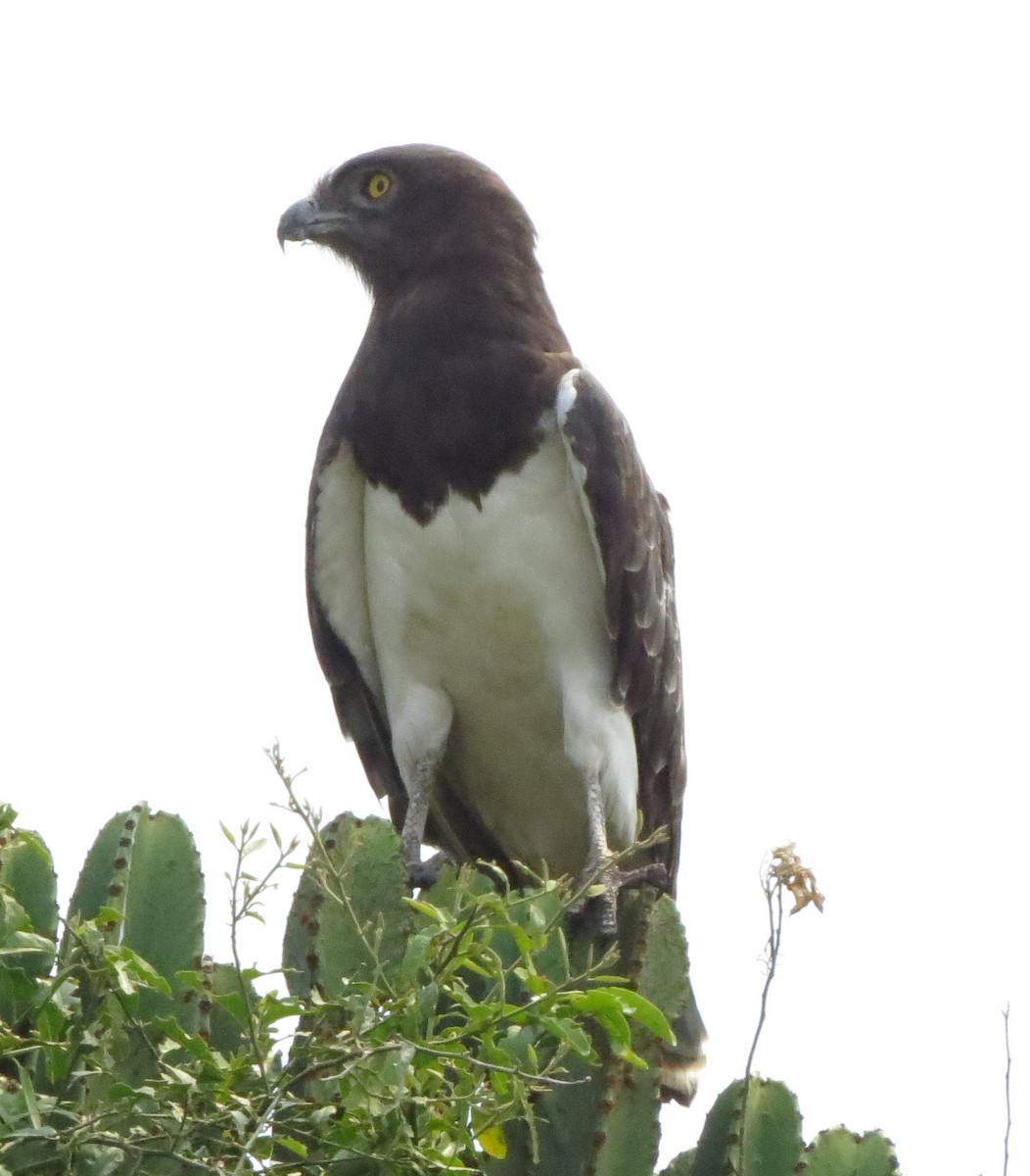 Black-chested Snake-Eagle - ML111535051