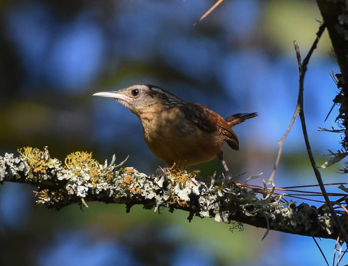 Carolina Wren - ML111535711