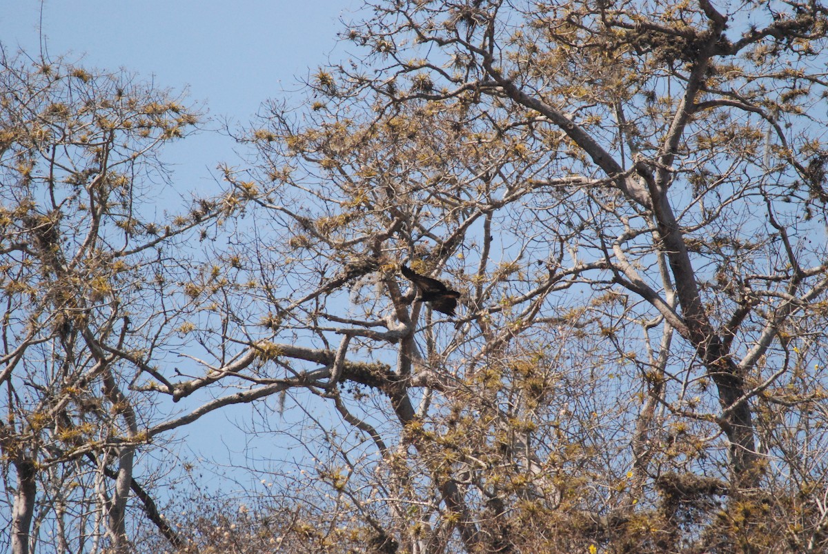 King Vulture - ML111535761