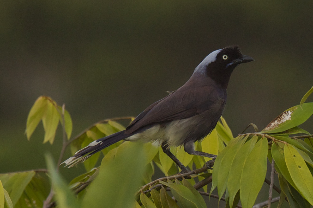 Azure-naped Jay - Robert Tizard