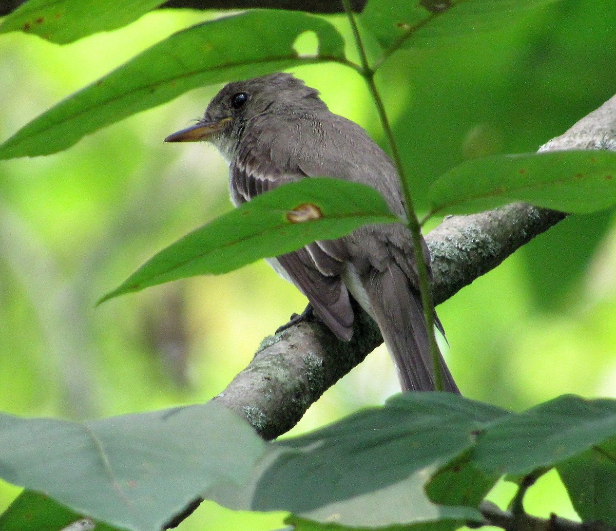 Willow Flycatcher - ML111536411