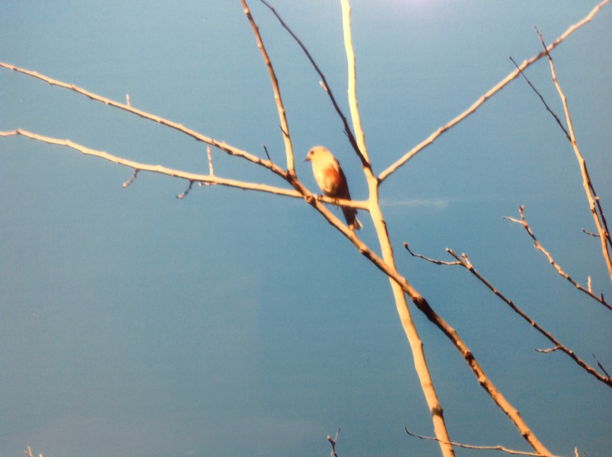 Eastern Bluebird - Alice Oliver