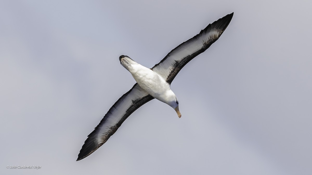 Albatros à sourcils noirs - ML111537011
