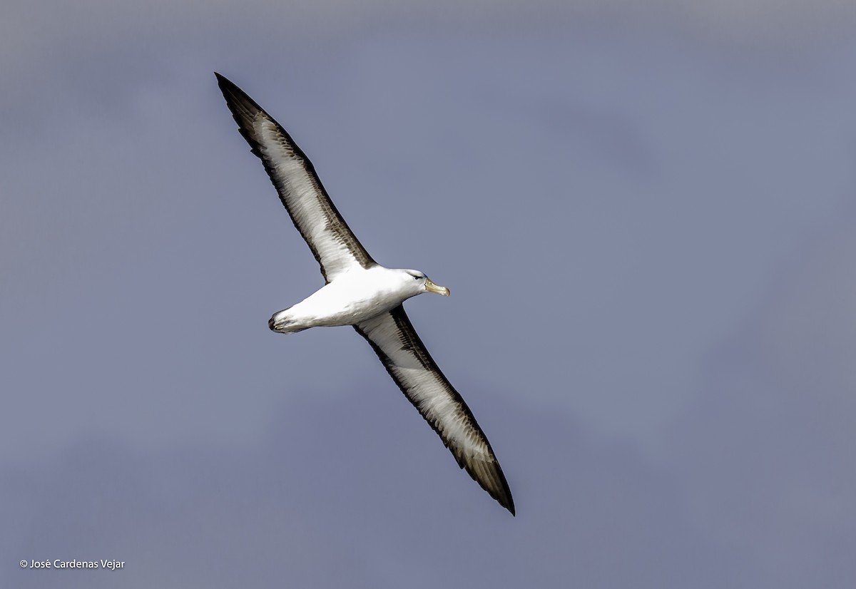 Albatros à sourcils noirs - ML111537041