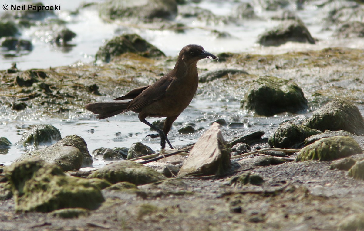 Great-tailed Grackle - ML111538171