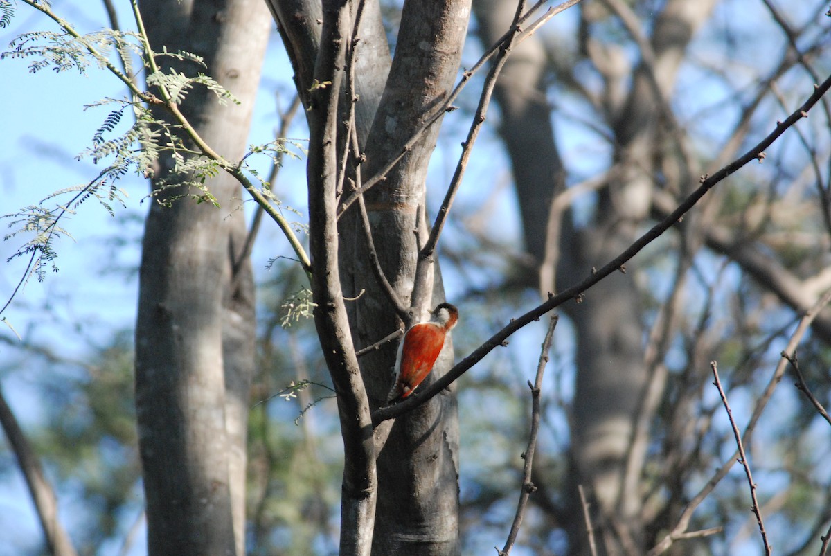 Scarlet-backed Woodpecker - ML111538681