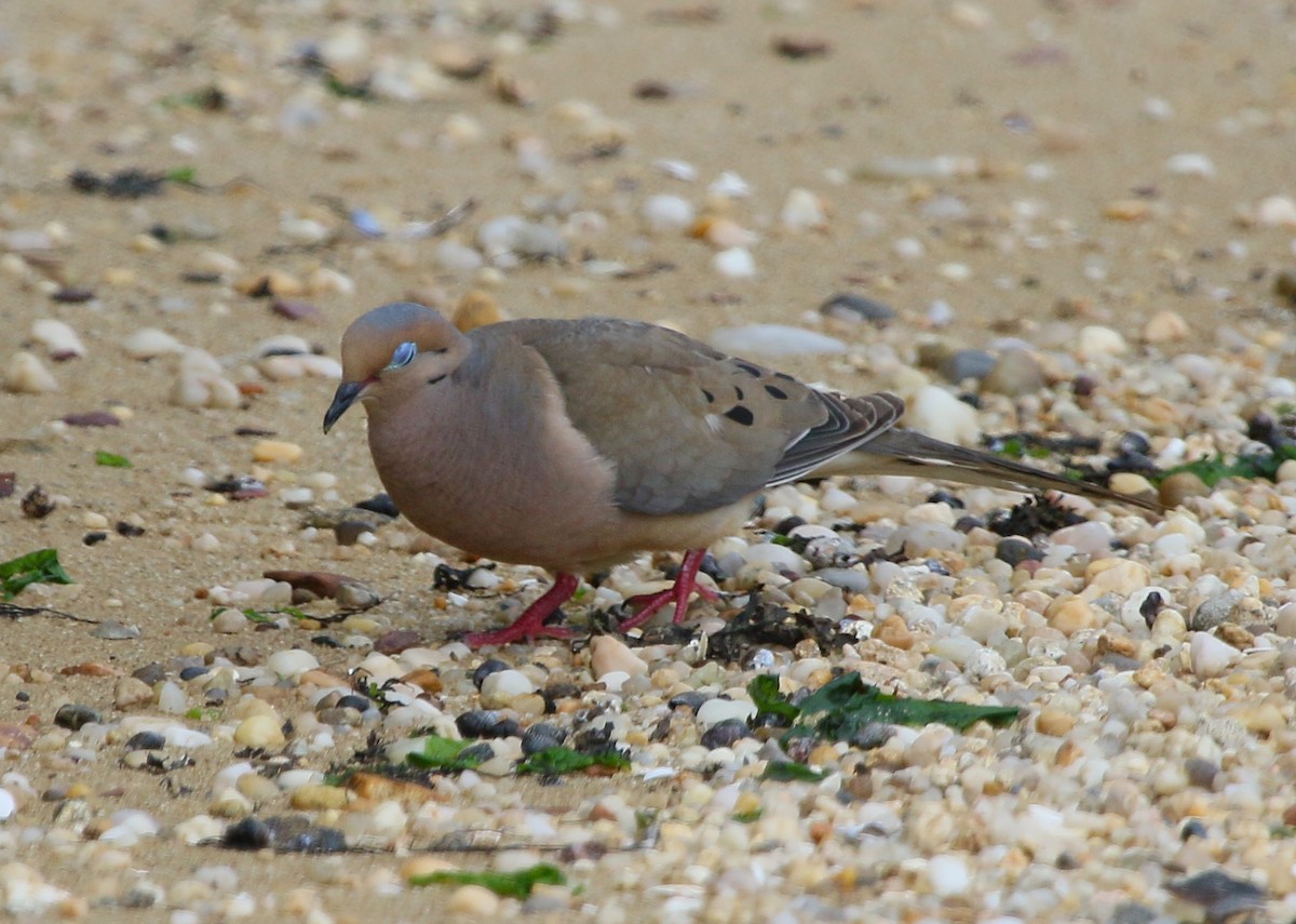 Mourning Dove - ML111539381