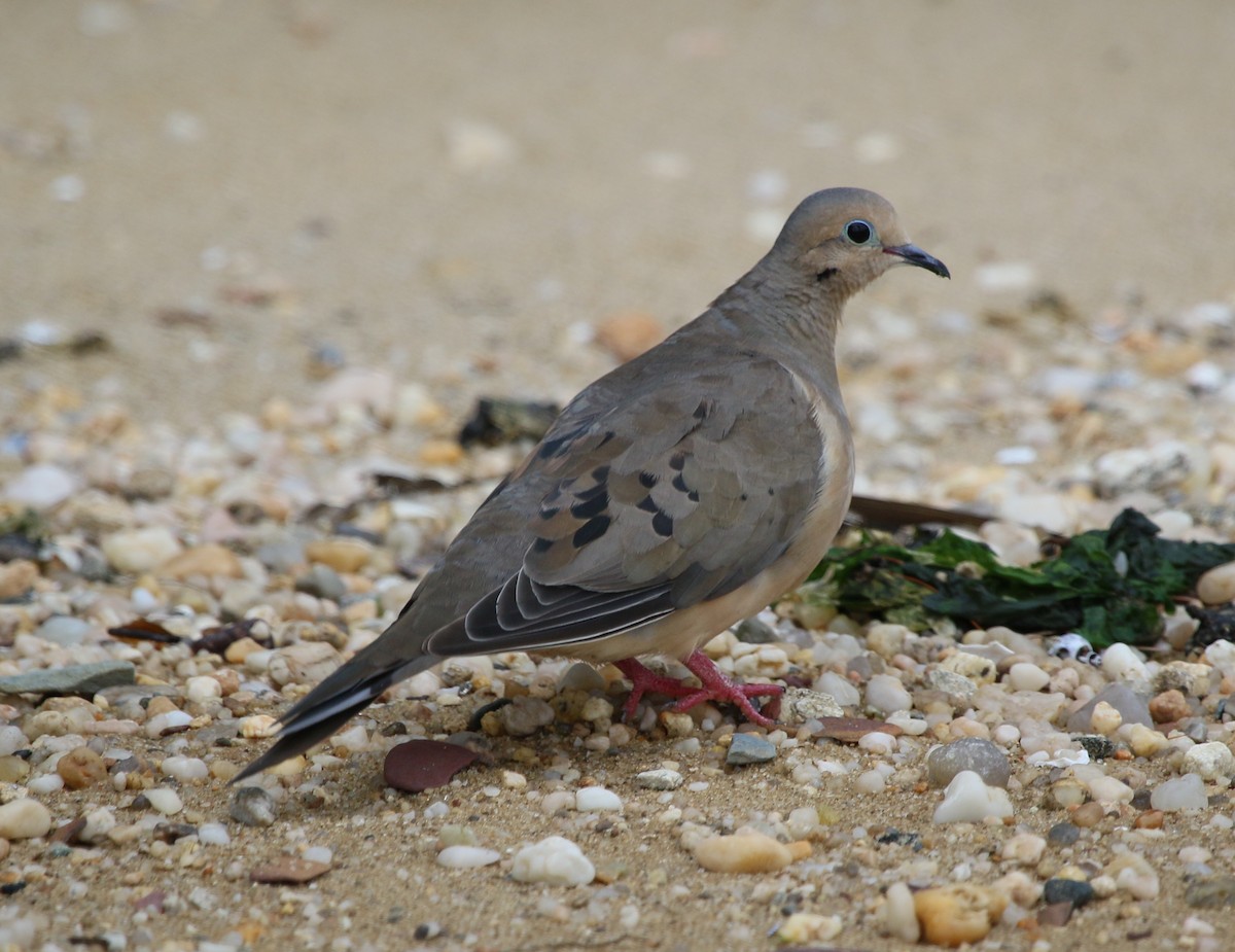 Mourning Dove - ML111539541