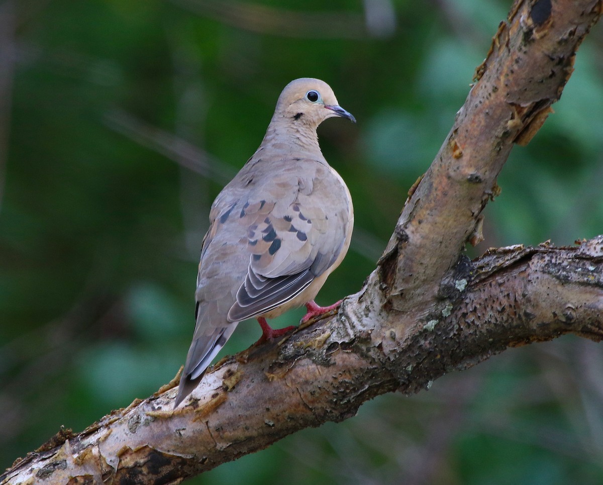 Mourning Dove - ML111539631