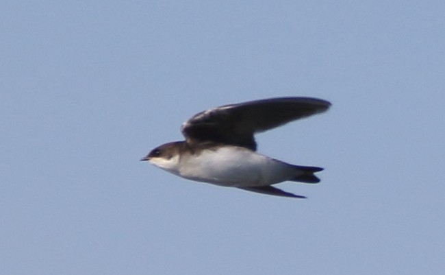 Tree Swallow - ML111539651