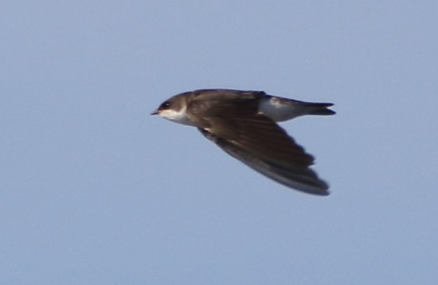 Golondrina Bicolor - ML111539661