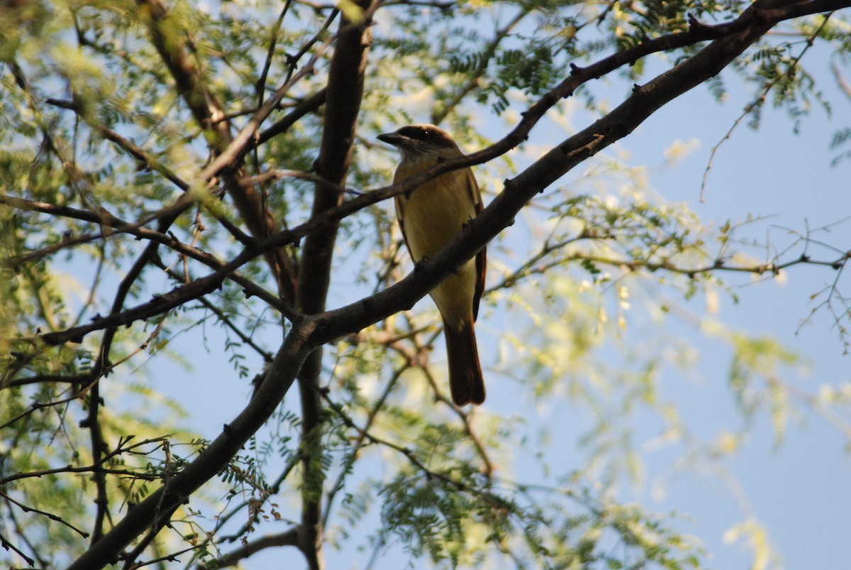 Baird's Flycatcher - ML111540021