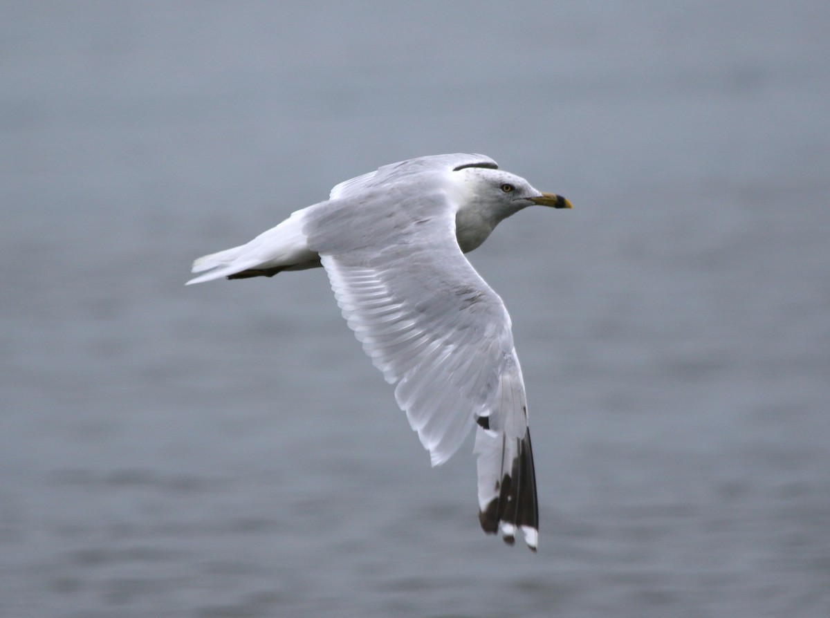 Ring-billed Gull - ML111540251