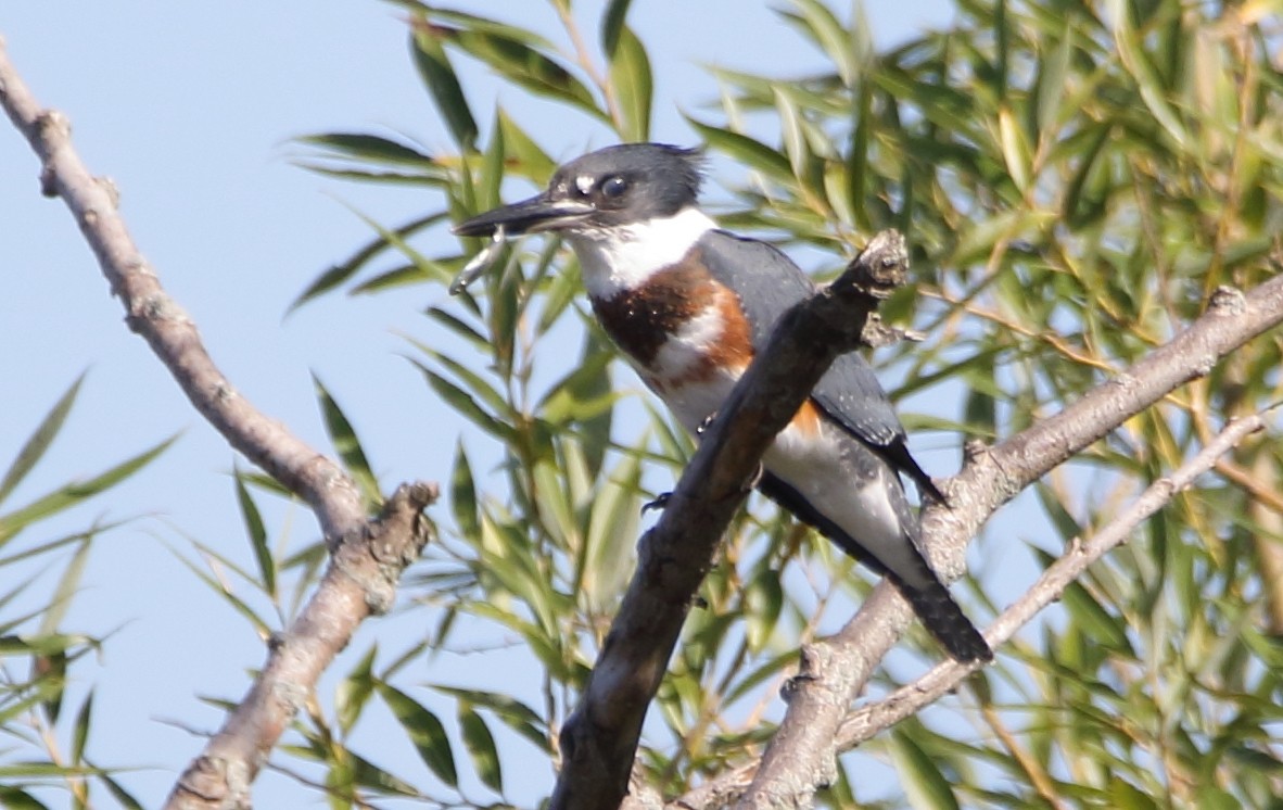 Belted Kingfisher - Jeff Hullstrung