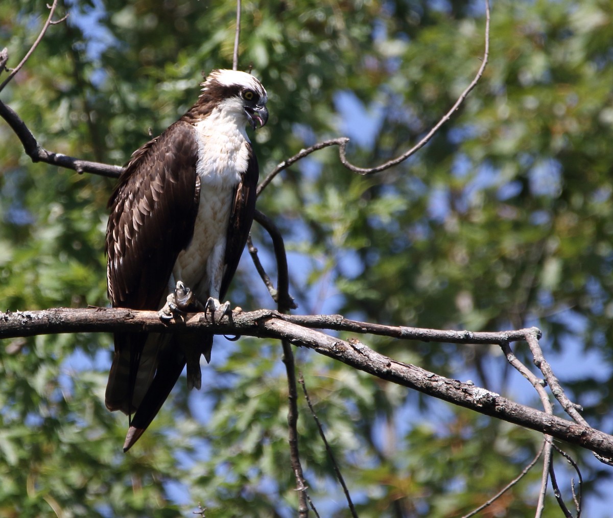 Osprey - ML111540621