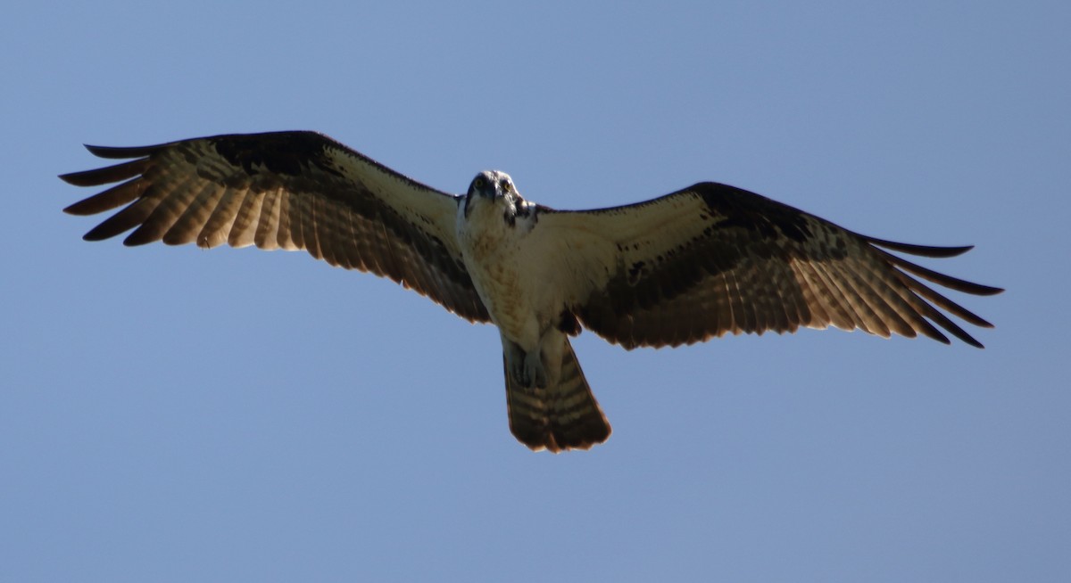 Águila Pescadora - ML111540641