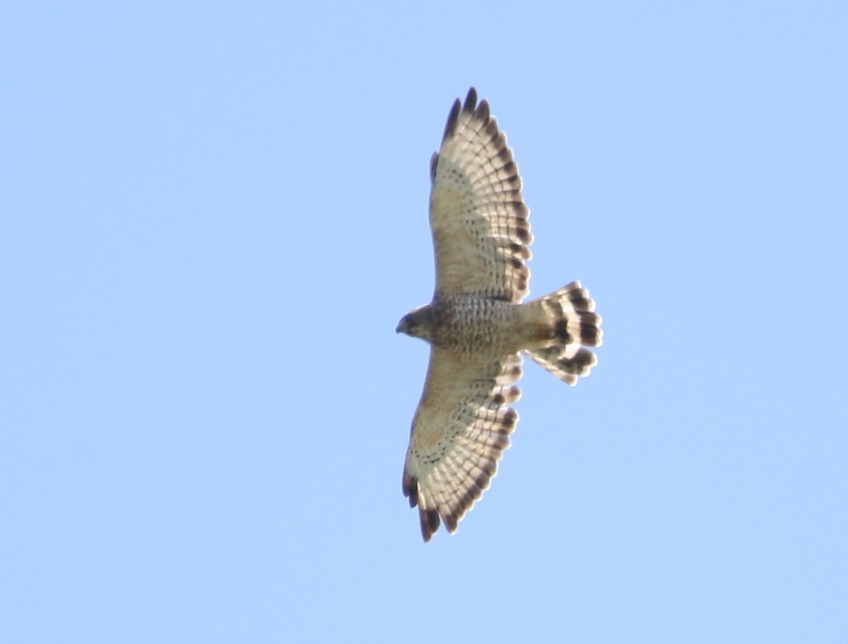 Broad-winged Hawk - ML111540681