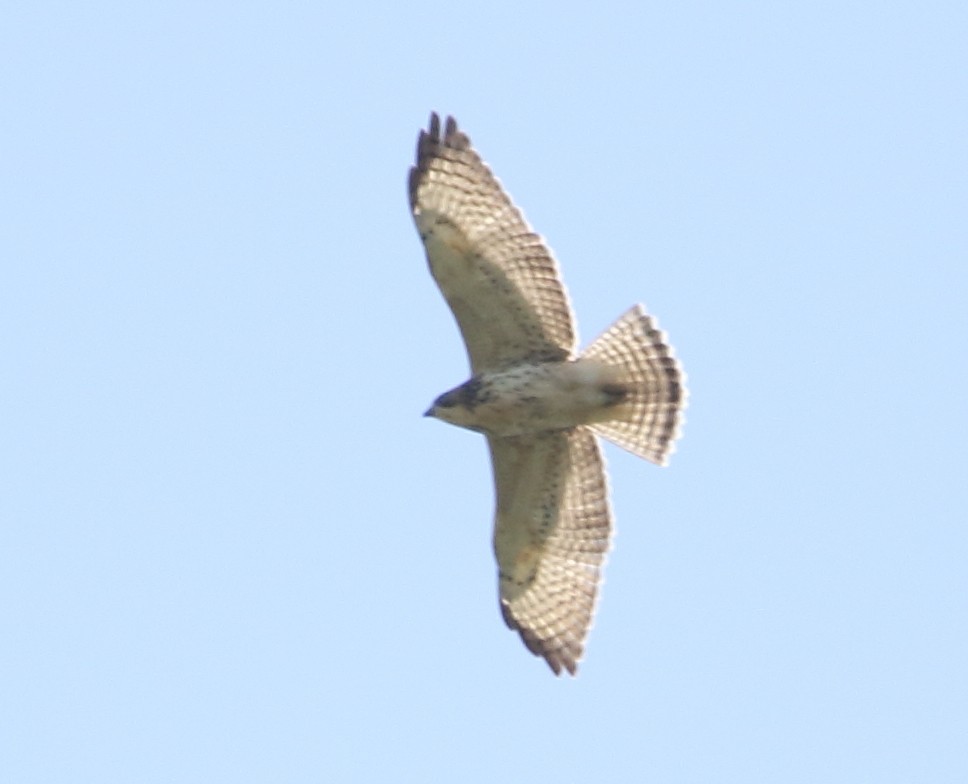 Broad-winged Hawk - Jeff Hullstrung