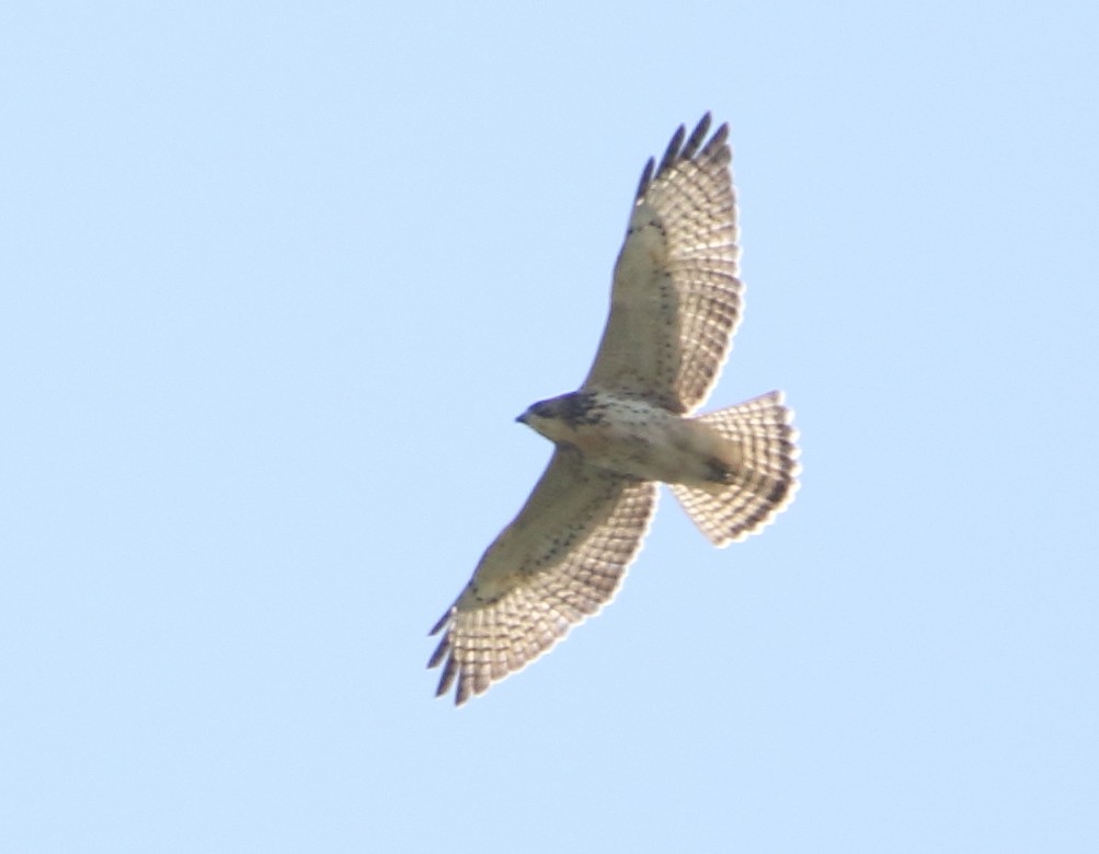 Broad-winged Hawk - Jeff Hullstrung