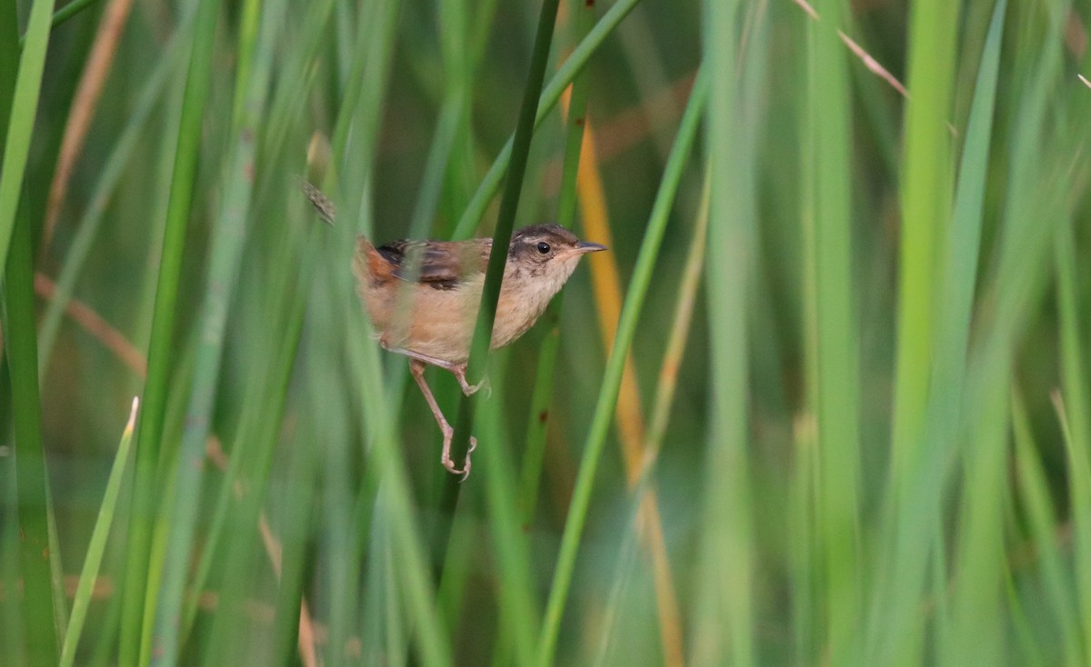 Marsh Wren - Sara Eisenhauer