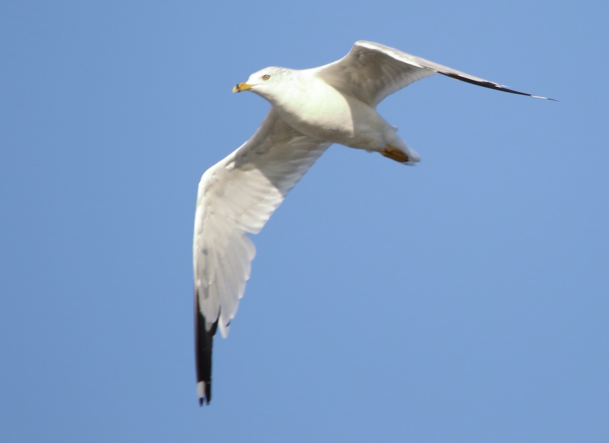 Ring-billed Gull - Jeff Hullstrung