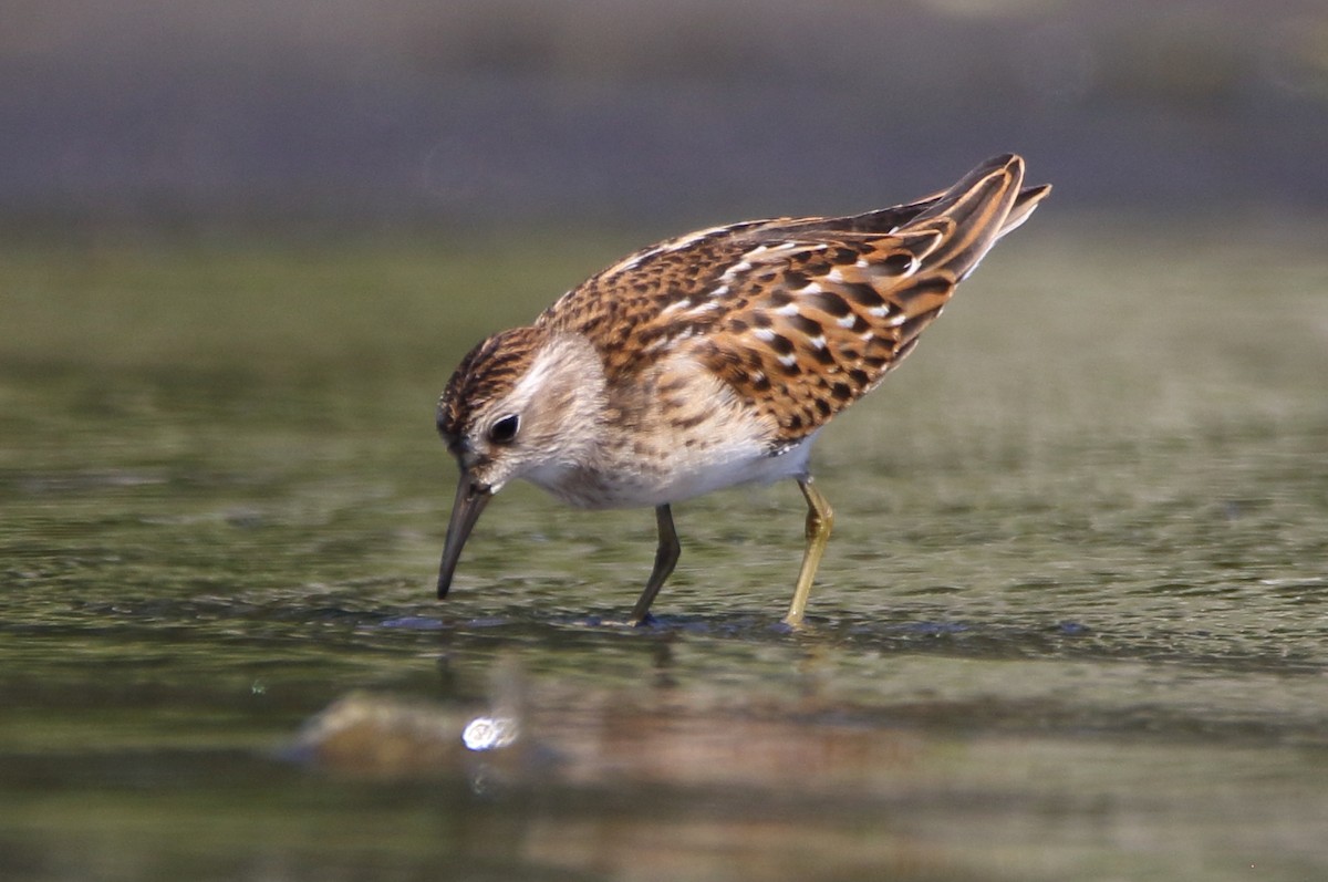 pygmésnipe - ML111542461