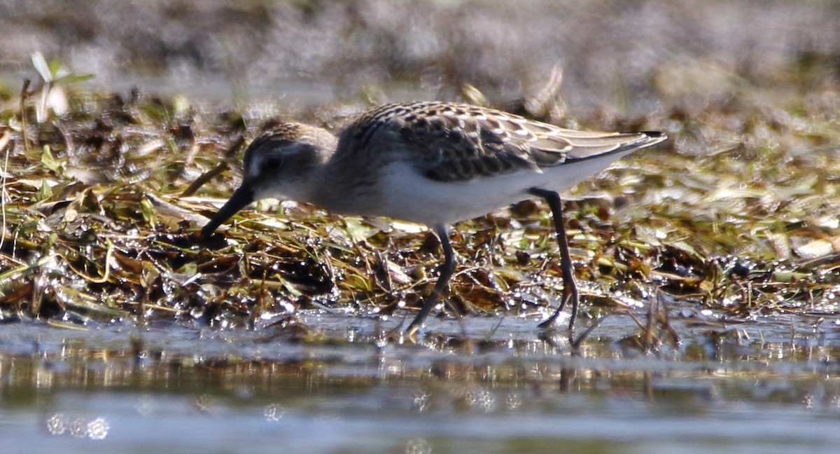 Semipalmated Sandpiper - ML111542561