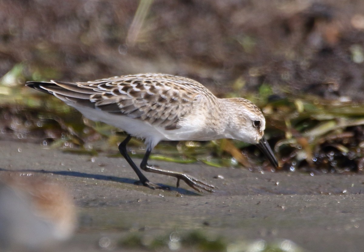 Semipalmated Sandpiper - ML111542591